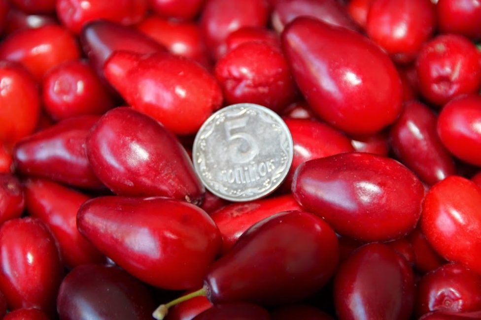 tailles de fruits de cornouiller