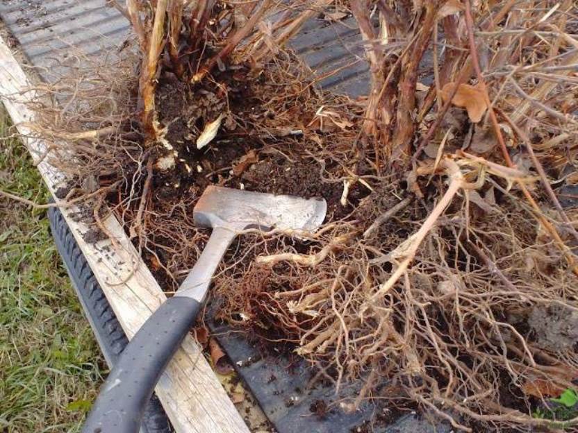 Reproduction en divisant le buisson