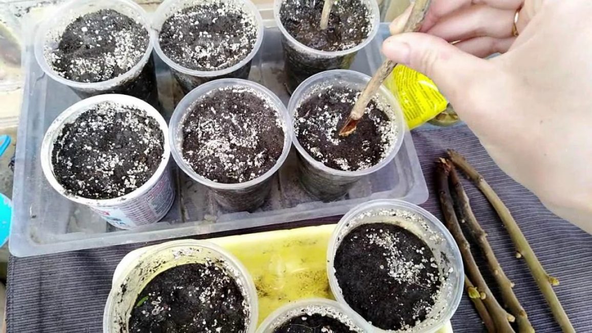 Multiplication de Kampsis par bouturage