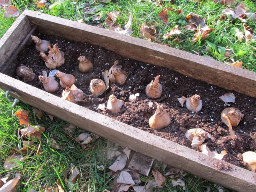 Reproduction par bulbes - le moyen le plus simple et le plus pratique de propager une fleur