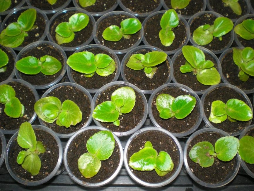 Reproduction par graines