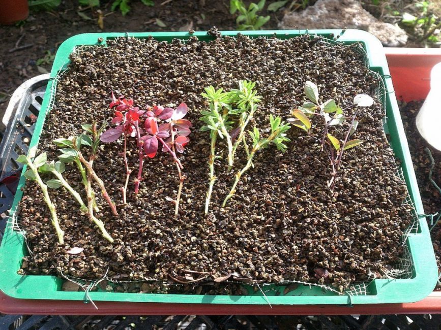 Reproduction par bouturage