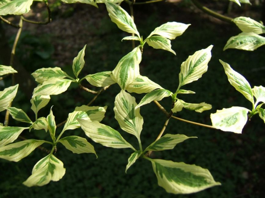 Multiplication par bouturage