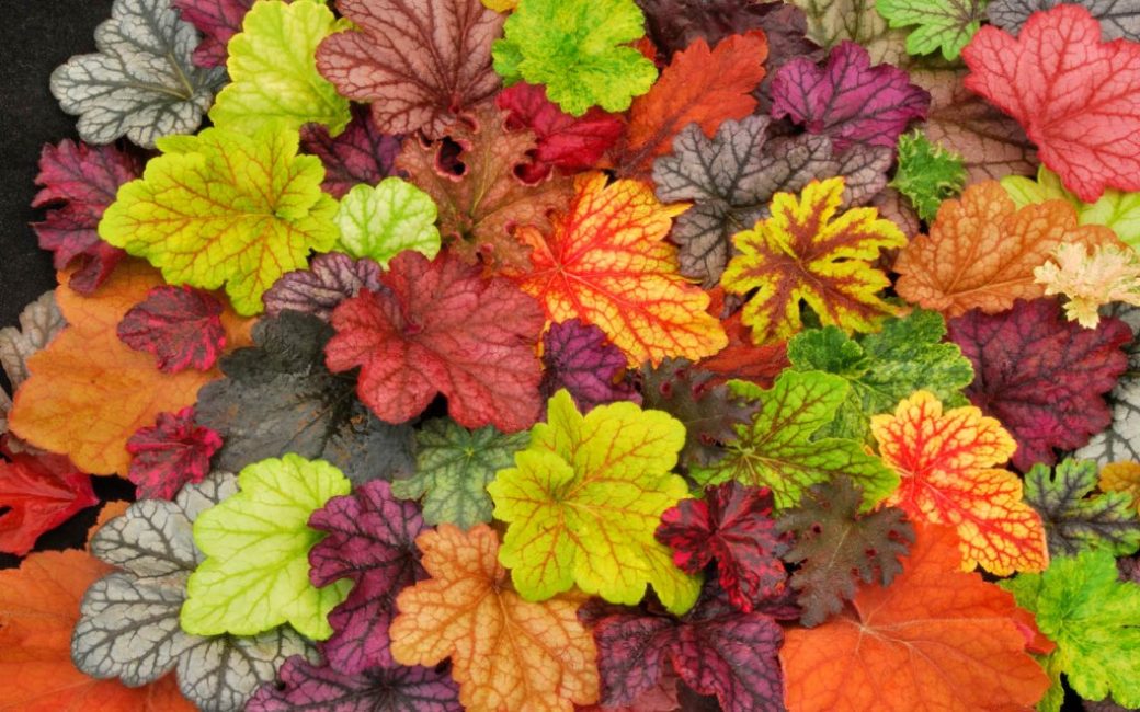 Une variété de couleurs de feuilles de geyhera dans différentes variétés