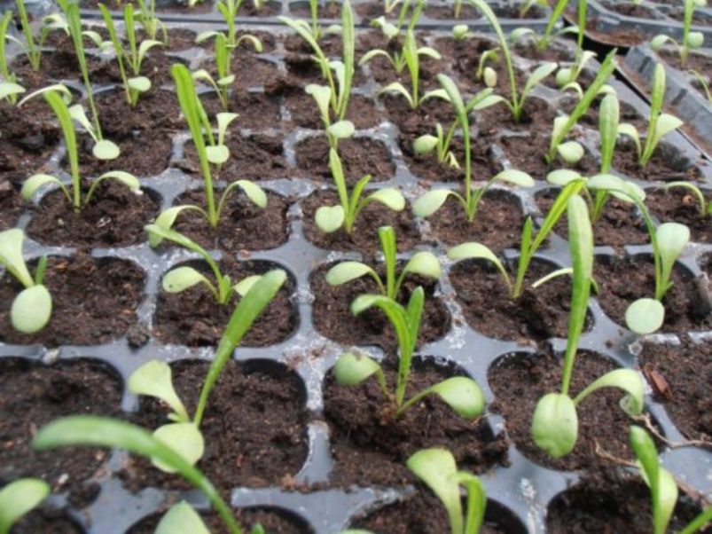 Semis de camomille un mois après la plantation