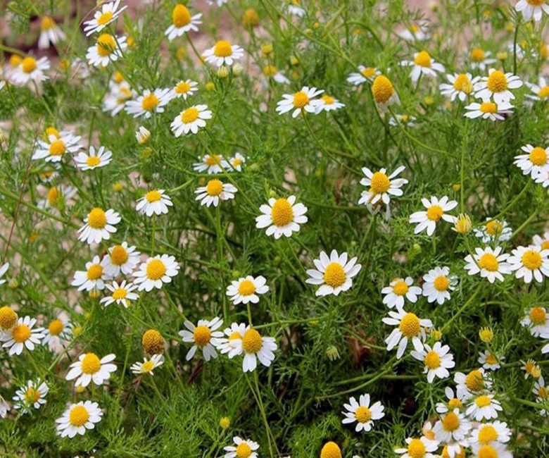 camomille pharmaceutique