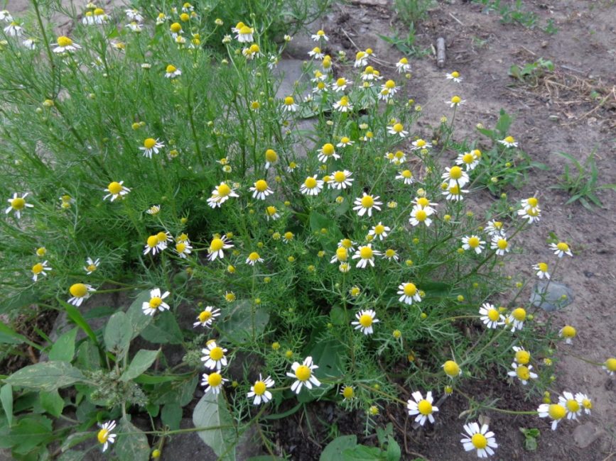 La camomille n'est pas amicale avec les mauvaises herbes