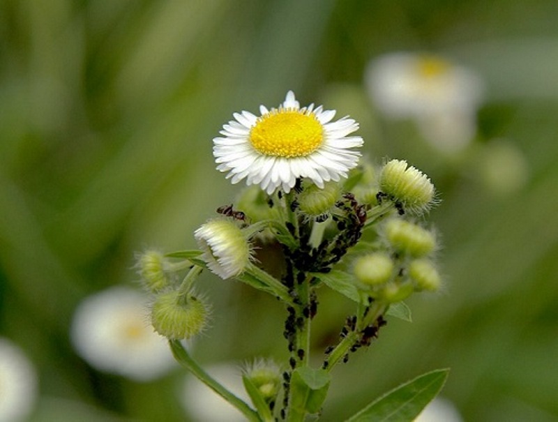 Camomille affectée par les pucerons