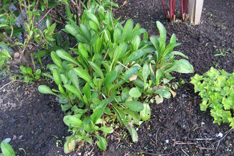 Camomille au début du printemps
