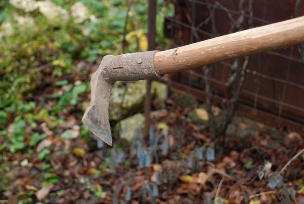 Lorsque vous desserrez le sol du cercle du tronc, vous devez être particulièrement prudent