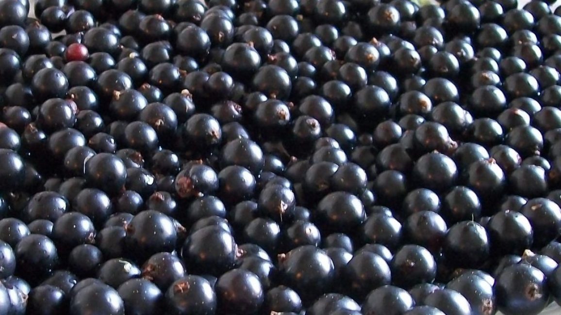 De 1 buisson d'une espèce à productivité accrue, de 5 à 8 kg de baies mûres sont récoltées