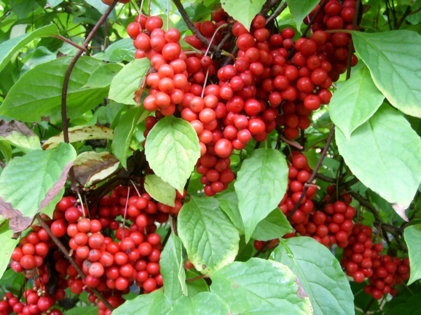 citronnelle de jardin