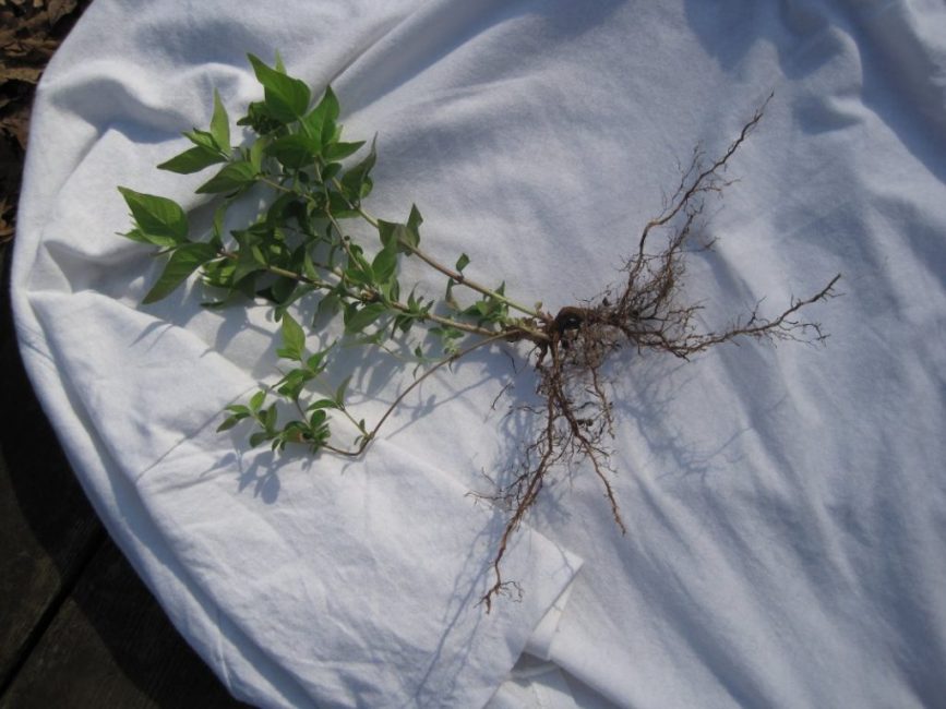 Semis de chèvrefeuille cultivé à partir de graines