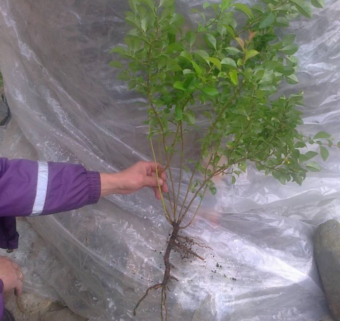 Semis prêt à planter