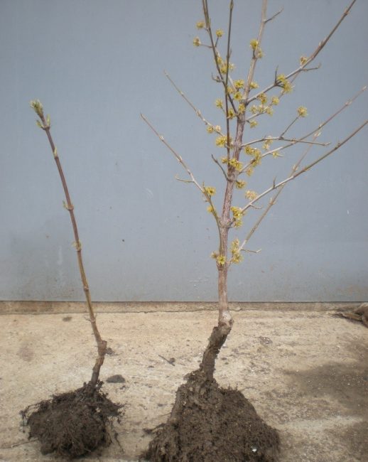 Semis à l'âge de un et deux ans. Les sites de greffage sont visibles sur les deux semis