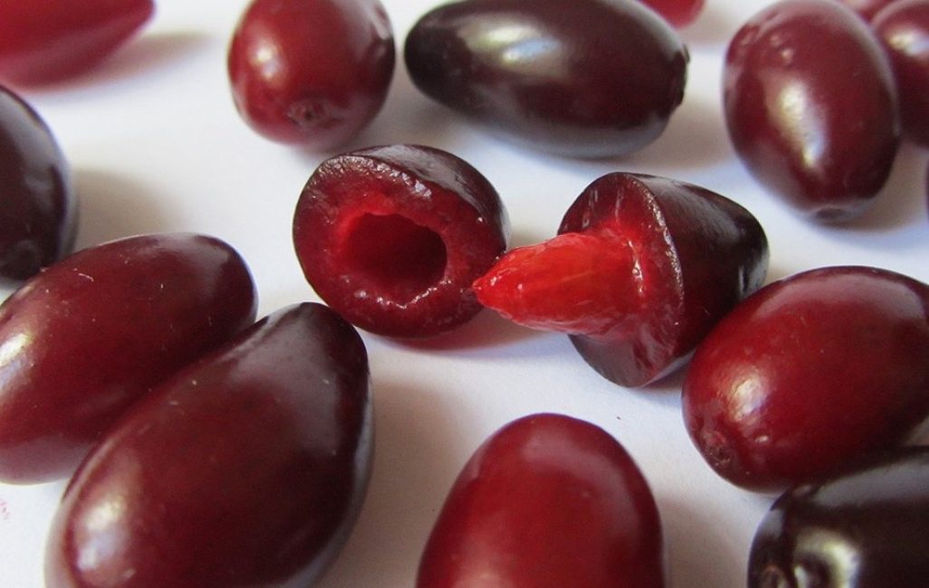 graines de cornouiller dans les fruits