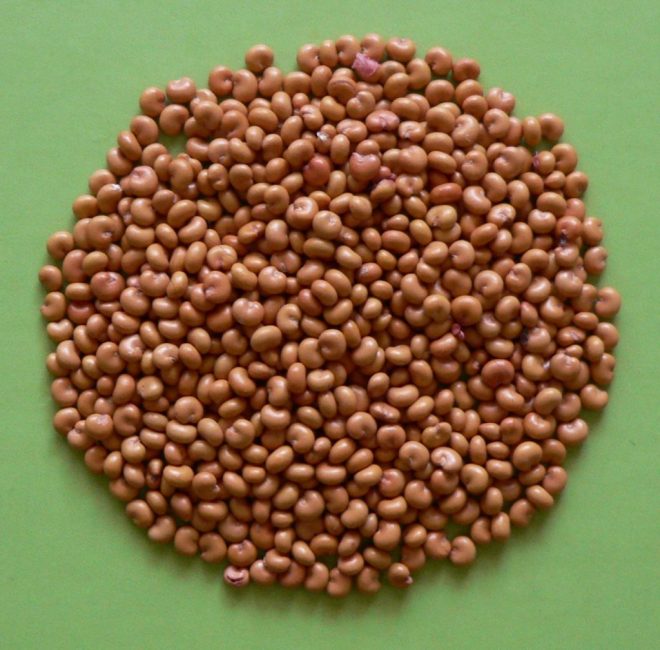 Graines de Schizandra chinensis