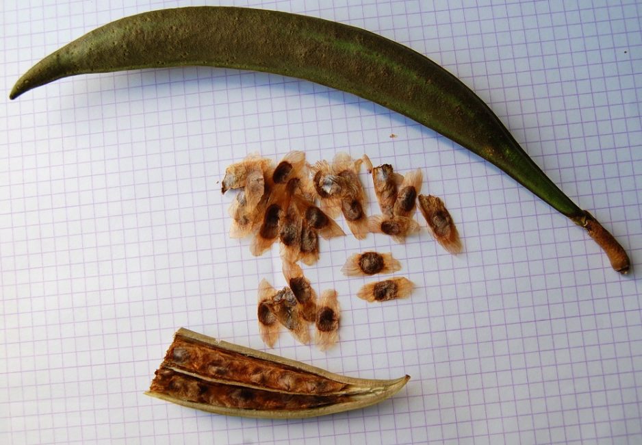 des graines de plantes