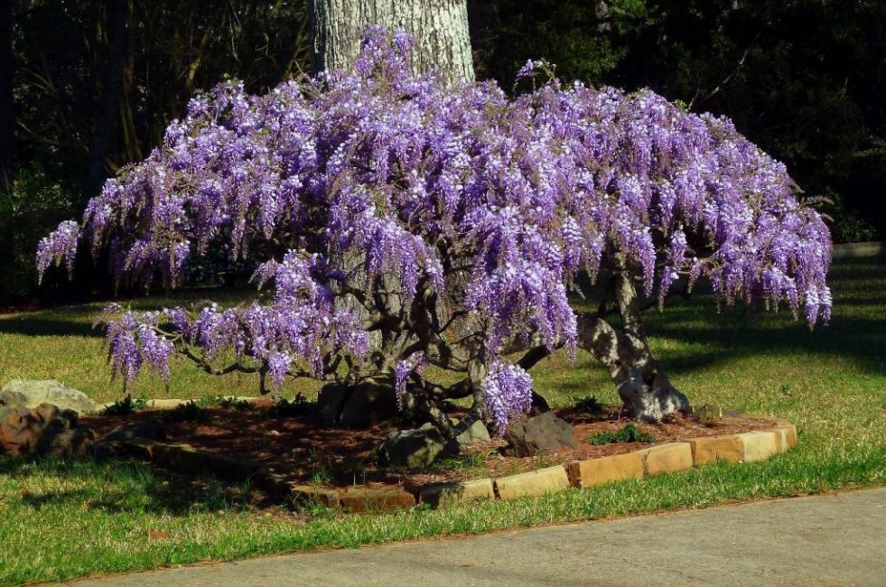 Zone ensoleillée où la plante se développe bien