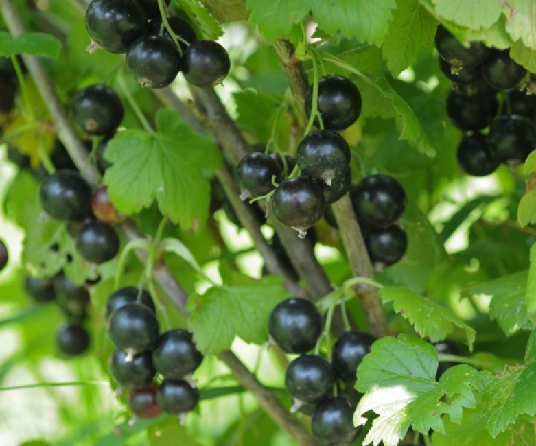 Résident d'été de variété