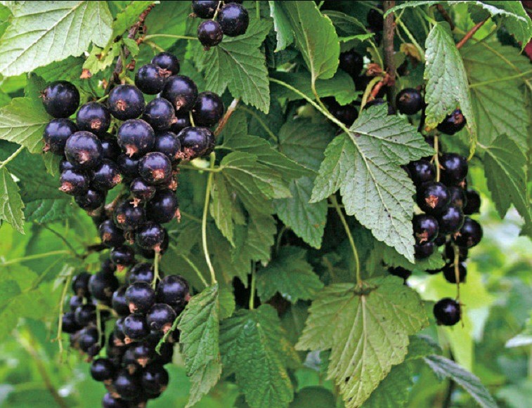 Variété Dubrovskaya