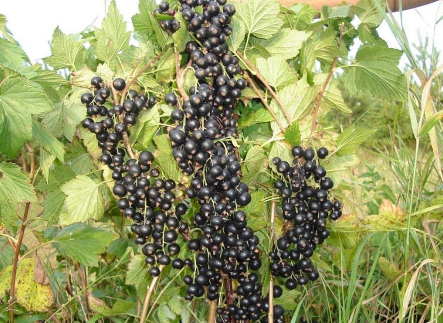 Variété brume verte