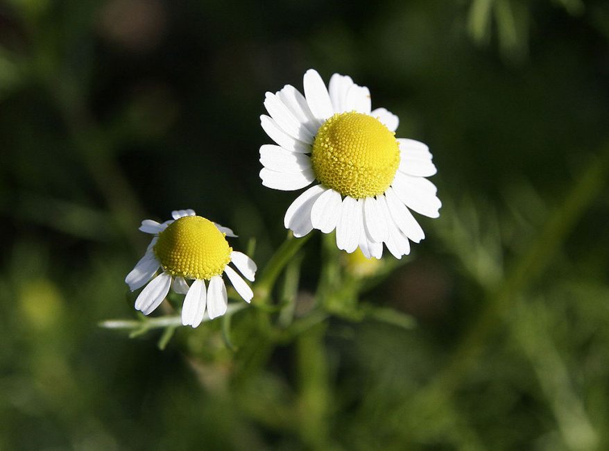 Inflorescence de camomille