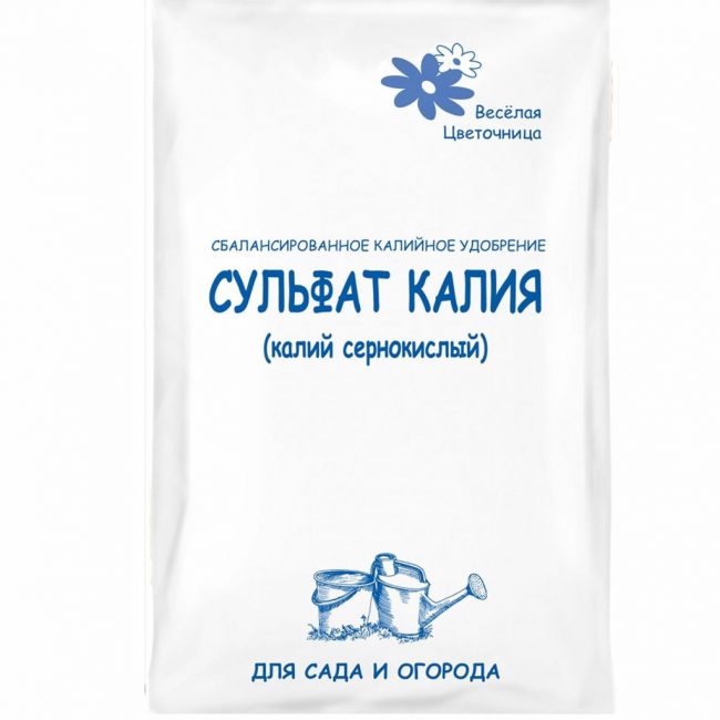 Après le début de la floraison, l'arbuste est fertilisé avec du sulfate de potassium.