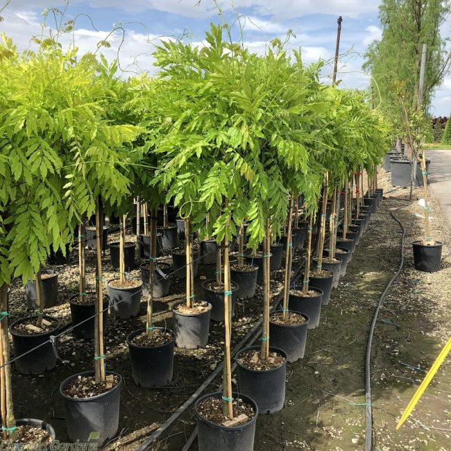 Glycines à tige formée