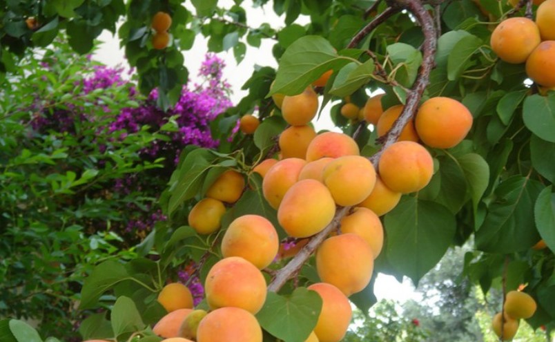 Fils aux joues rouges