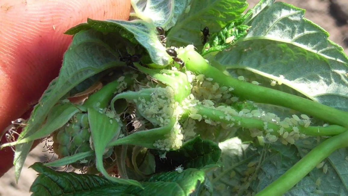 Les pucerons infectent le feuillage de la plante, mangeant des tissus délicats
