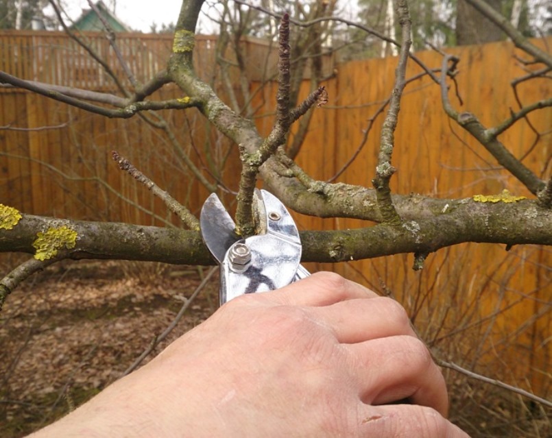 Enlèvement des branches infructueuses