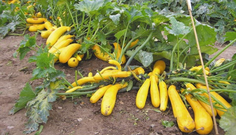 Récolter les courgettes en serre
