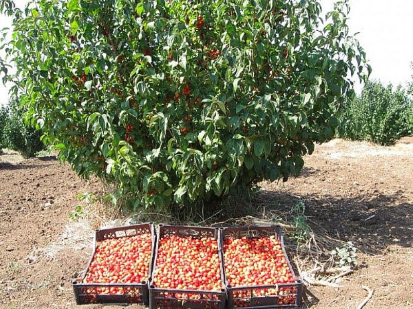 Récolter d'un buisson