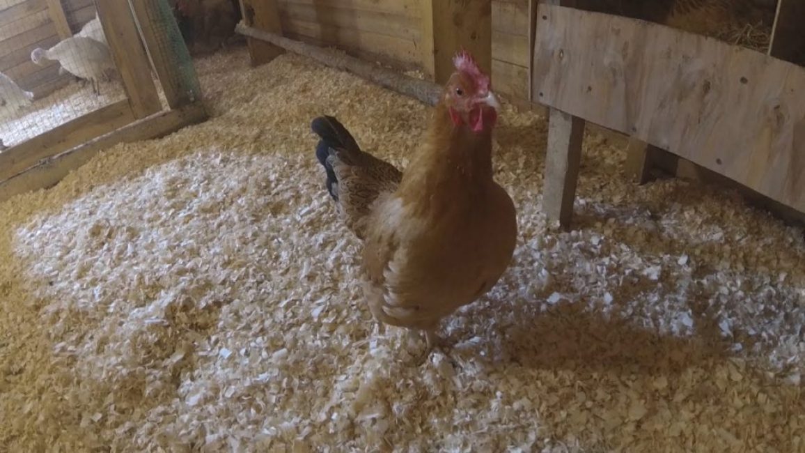 Isolation du sol avec de la sciure de bois