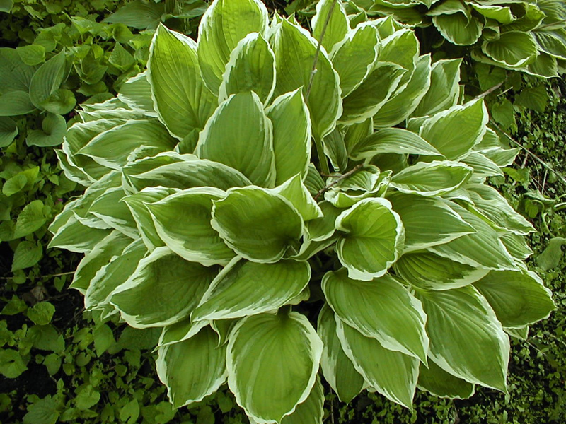 Hosta Albomarginata