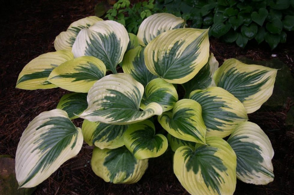 Hosta Broadway