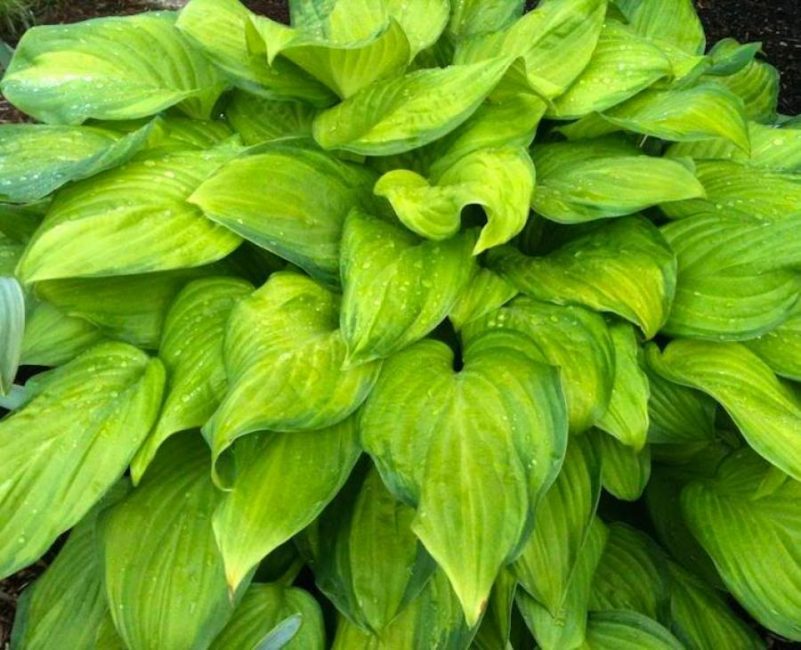 Hosta Guacamole