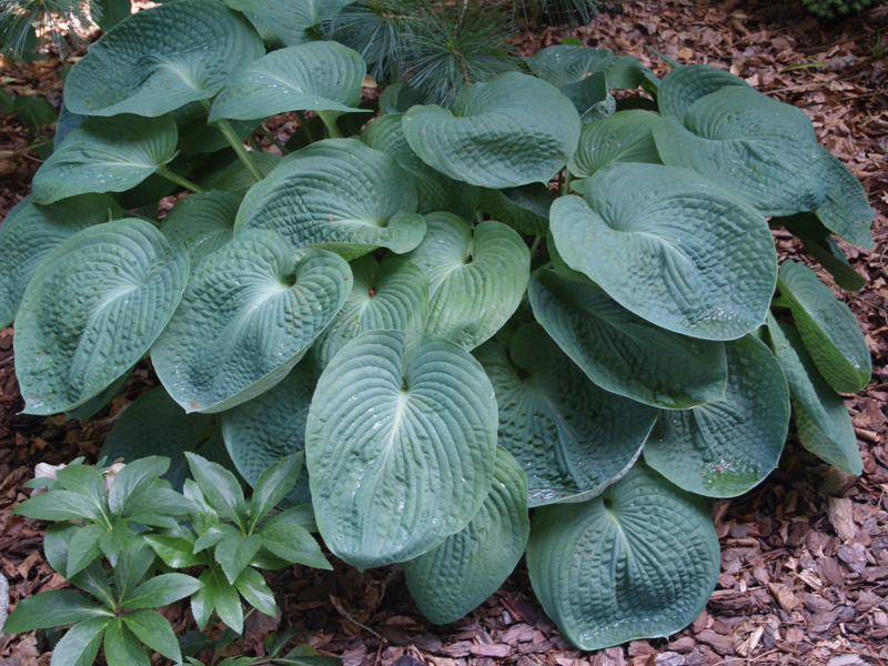 Hosta Siebold