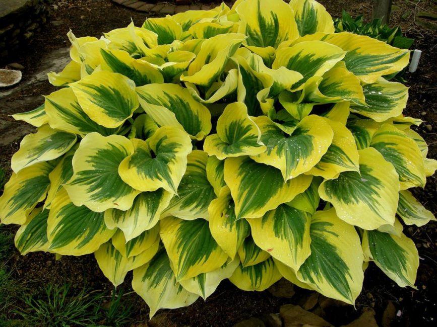 Hosta Liberté