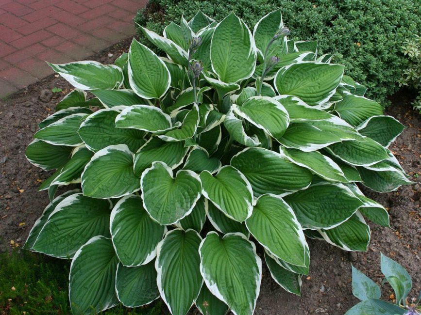 Hosta Moerheim