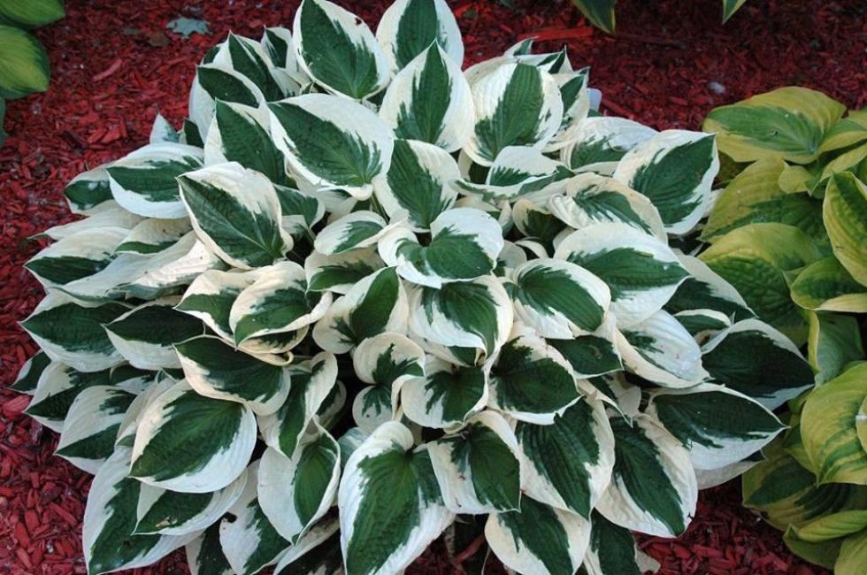 Hosta Patriote