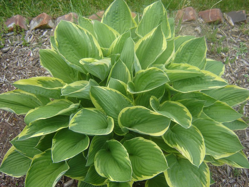 Fortune Hosta