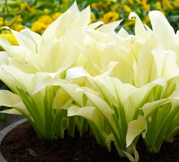 Hosta plume blanche