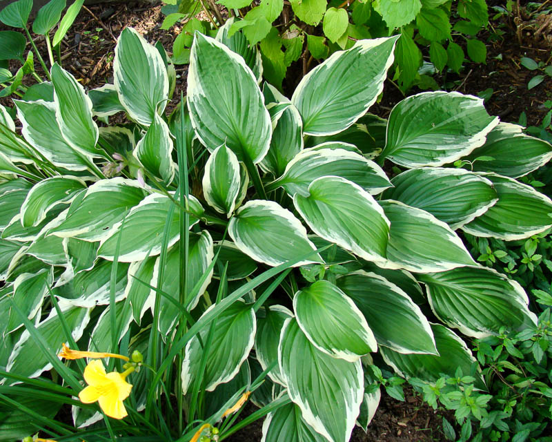 Hosta bordé de blanc