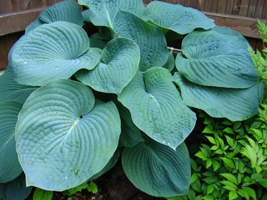 hosta grand papa