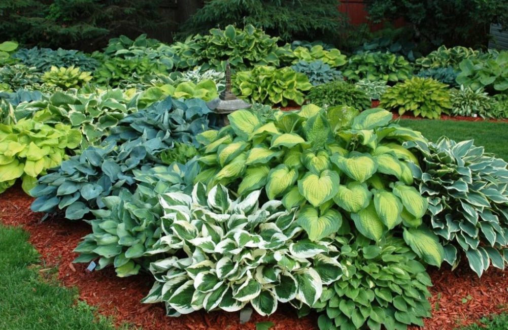 Hosta dans l'aménagement paysager
