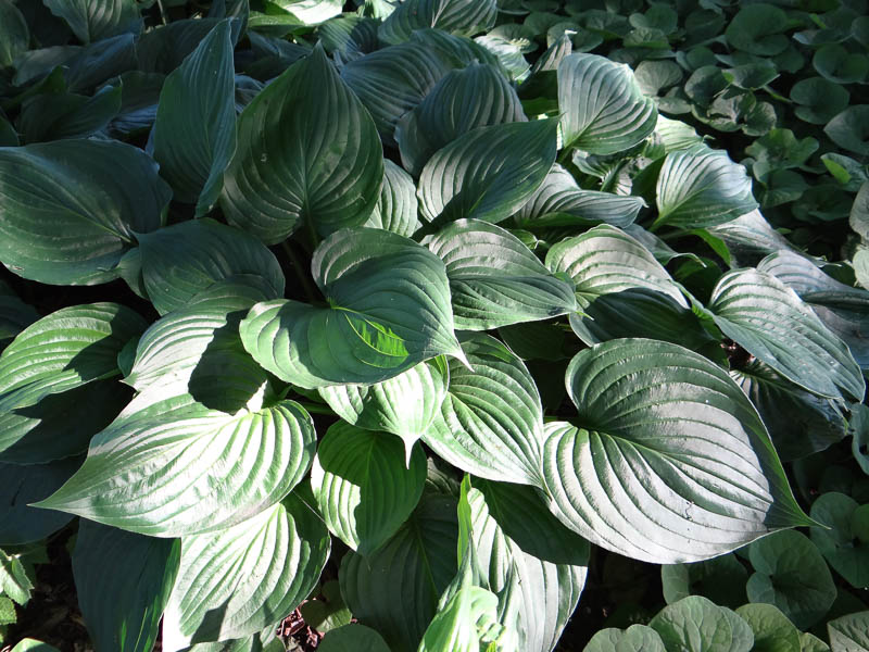 Hosta gonflé