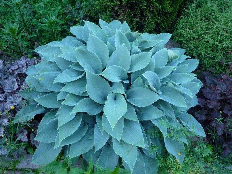 hosta ange bleu