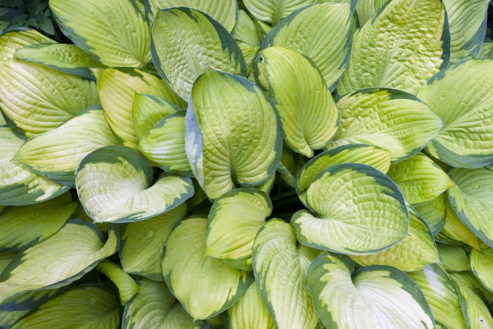 Norme d'or Hosta